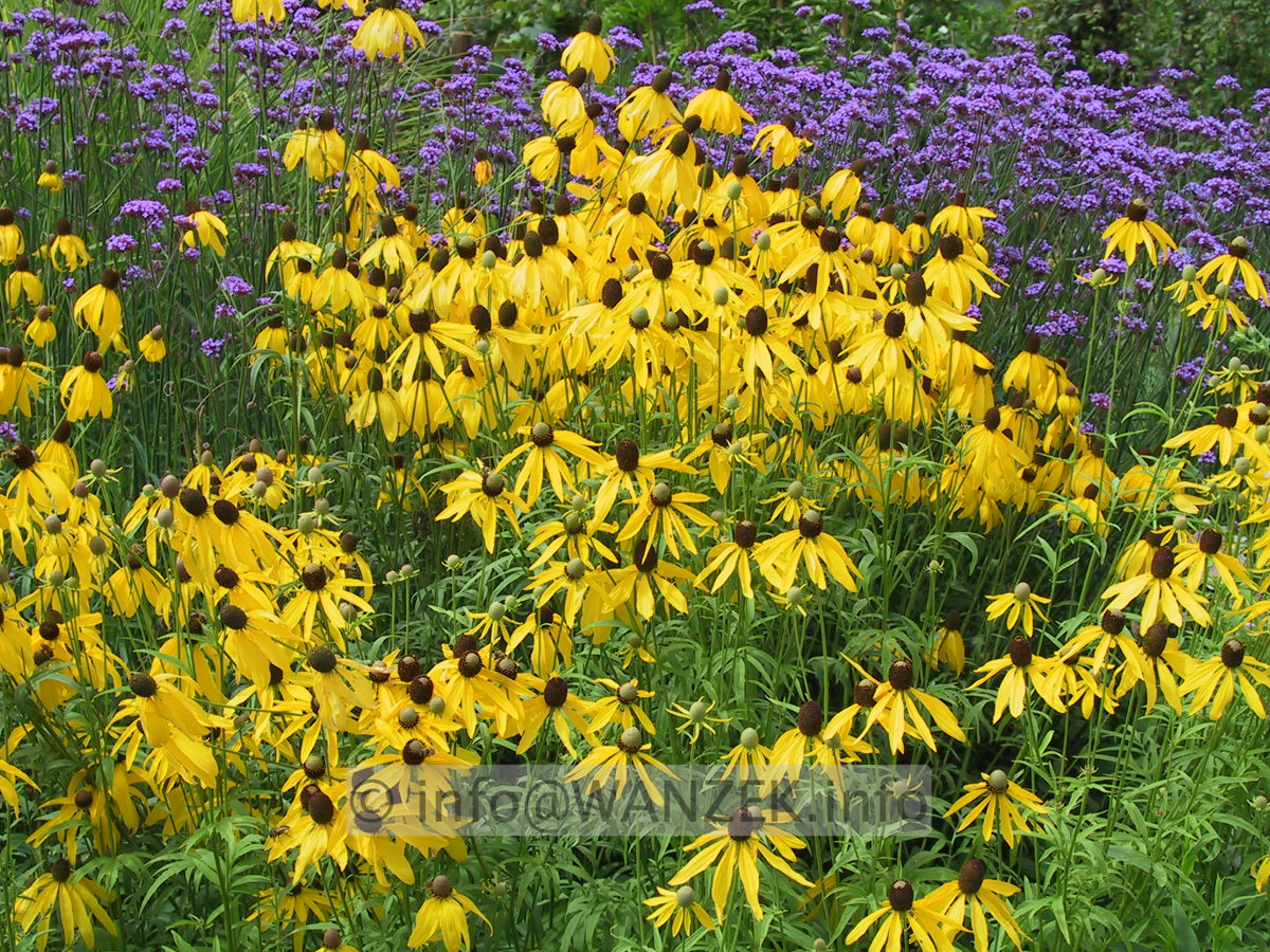Ratibida columnifera Yellow Mexican Hat 01 +Verbena bonariense.JPG